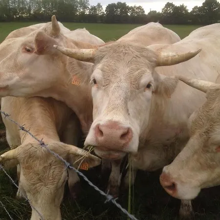 D'hotes Chez Juredieu Monetay-sur-Loire